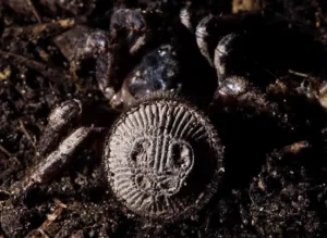 ¿De dónde salen los patrones? En el disco opistosomal de una ‘araña moneda’ hay varios detalles. En la parte externa del disco, destaca una serie de hendiduras en sentido radial, creando un margen tenuemente lobulado. En el centro, tres pares de estructuras ovoides, dispuestas simétricamente, recorren el área de arriba abajo, en tamaño decreciente —las superiores son las más grandes—, y entre ellas, una serie de nódulos redondeados completan el patrón, cuya forma varía entre especies e incluso entre ejemplares. Para los investigadores, es poco probable que la evolución las haya seleccionado estas hendiduras y marcas por su aspecto externo, sino más por su funcionalidad interna. El exoesqueleto del escudo es muy grueso, y para sostenerlo es necesaria una musculatura fuerte. Además, al tener el opistosoma más corto que otras arañas, esos músculos deben ser más cortos de lo habitual, por lo que ha de compensarse con un mayor grosor. Todo esto hace que las estructuras para la inserción de la musculatura en el exoesqueleto sean gruesas y voluminosas: crestas y nódulos que crecen desde el exoesqueleto, hacia el interior del animal, y que se traducen, en el exterior, en esas marcas y patrones intrincados y llamativos, que le dan el aspecto de moneda antigua.