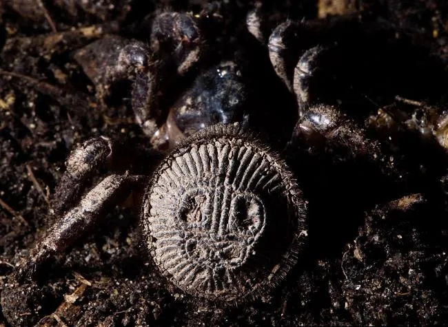 ¿De dónde salen los patrones? En el disco opistosomal de una ‘araña moneda’ hay varios detalles. En la parte externa del disco, destaca una serie de hendiduras en sentido radial, creando un margen tenuemente lobulado. En el centro, tres pares de estructuras ovoides, dispuestas simétricamente, recorren el área de arriba abajo, en tamaño decreciente —las superiores son las más grandes—, y entre ellas, una serie de nódulos redondeados completan el patrón, cuya forma varía entre especies e incluso entre ejemplares. Para los investigadores, es poco probable que la evolución las haya seleccionado estas hendiduras y marcas por su aspecto externo, sino más por su funcionalidad interna. El exoesqueleto del escudo es muy grueso, y para sostenerlo es necesaria una musculatura fuerte. Además, al tener el opistosoma más corto que otras arañas, esos músculos deben ser más cortos de lo habitual, por lo que ha de compensarse con un mayor grosor. Todo esto hace que las estructuras para la inserción de la musculatura en el exoesqueleto sean gruesas y voluminosas: crestas y nódulos que crecen desde el exoesqueleto, hacia el interior del animal, y que se traducen, en el exterior, en esas marcas y patrones intrincados y llamativos, que le dan el aspecto de moneda antigua.